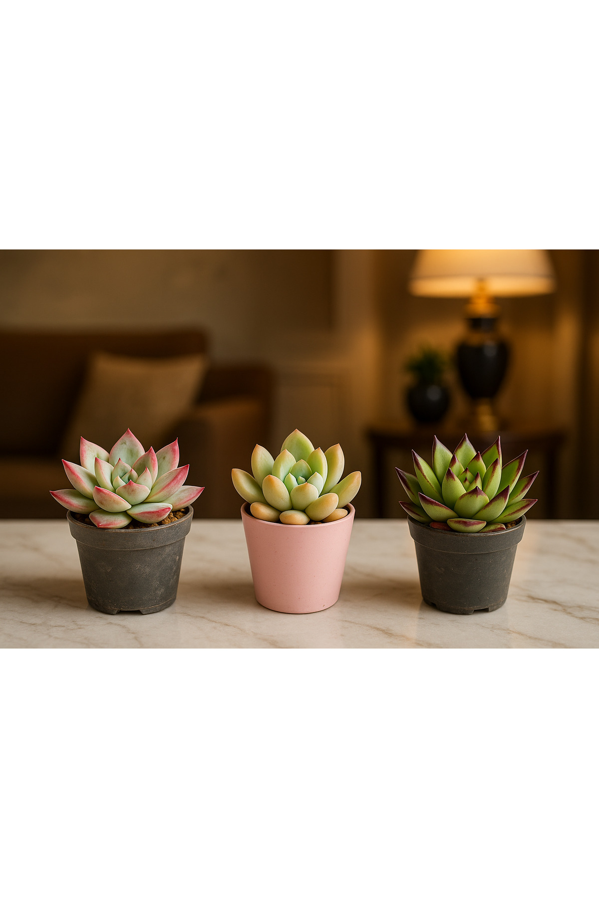 3’lü Sukulent Seti – Agovadies, Opalina, Echeveria – 5cm saksıda