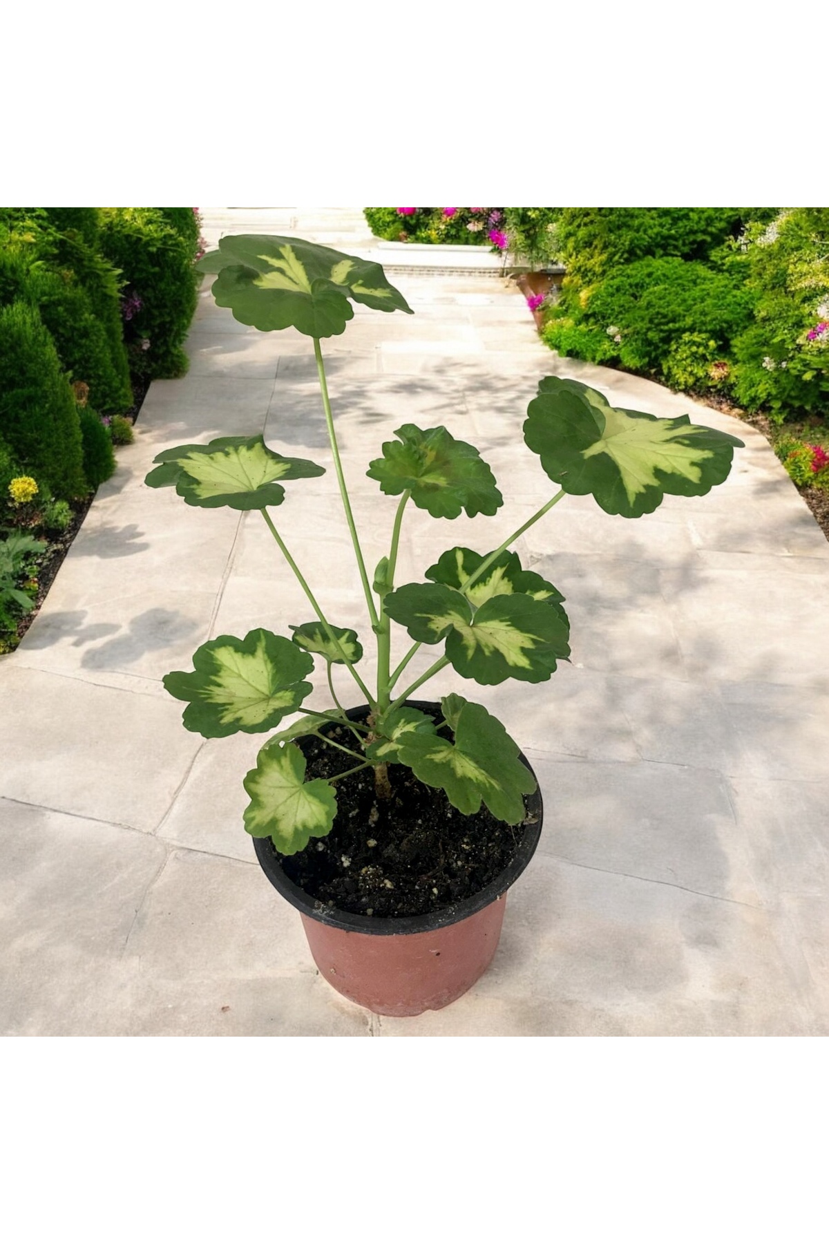 Özel Tür Sardunya – 10 cm Saksıda Nadir Yaprak Desenli Bitki