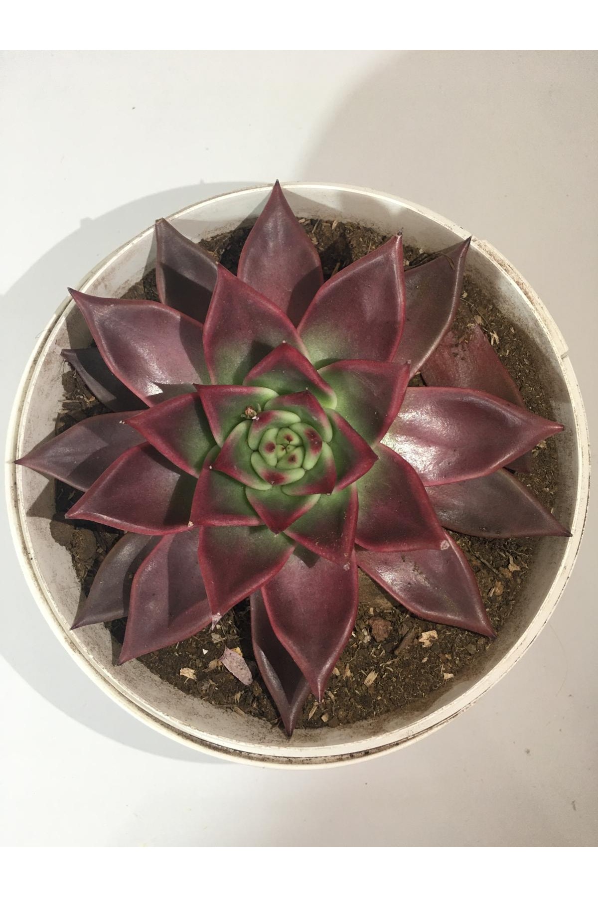 Agovadiyes Özel Tür Sukulent - 18 cm Saksı Boyutu - Gösterişli Kaktüs