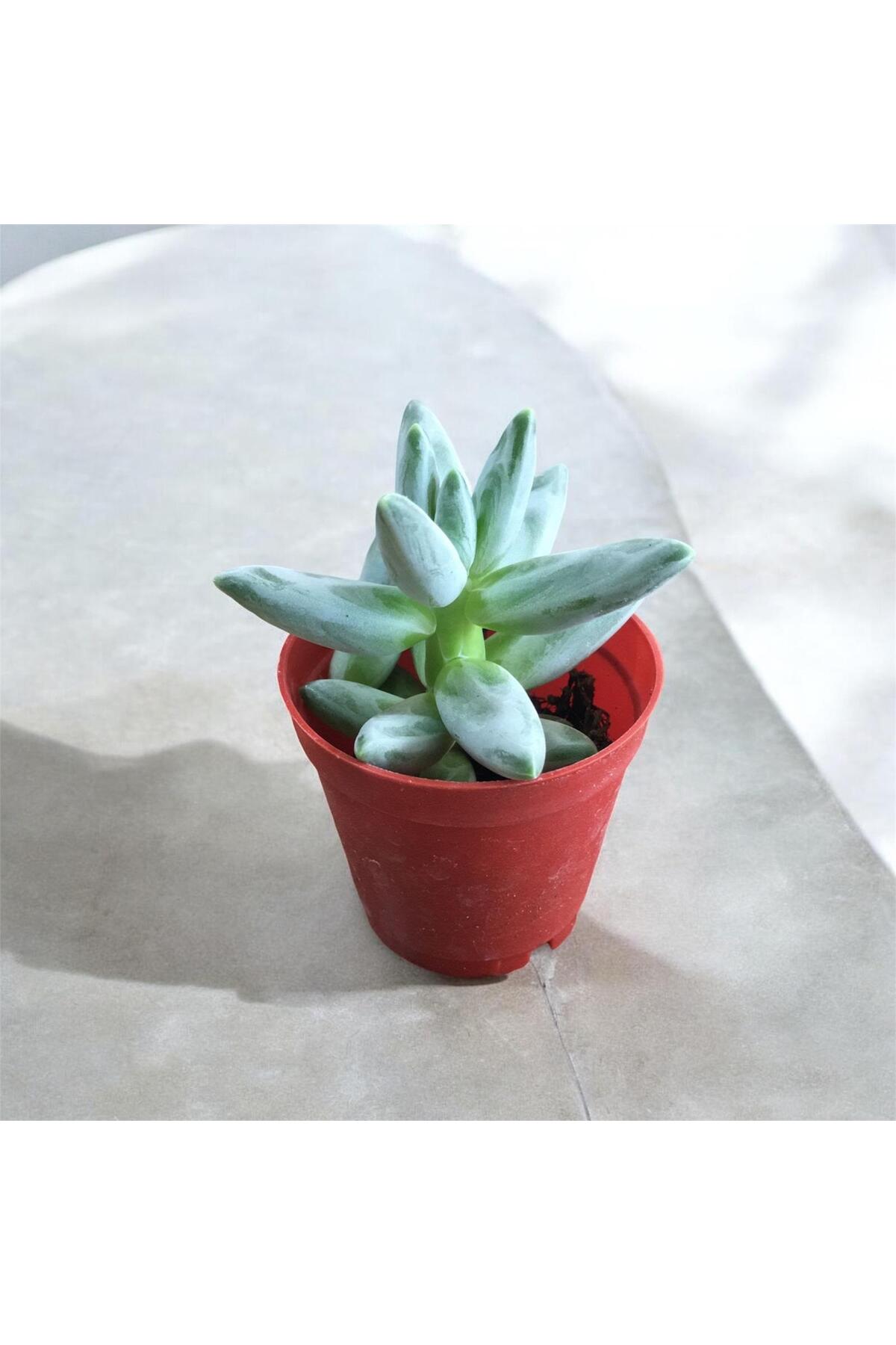 Sukulent Çiçeği