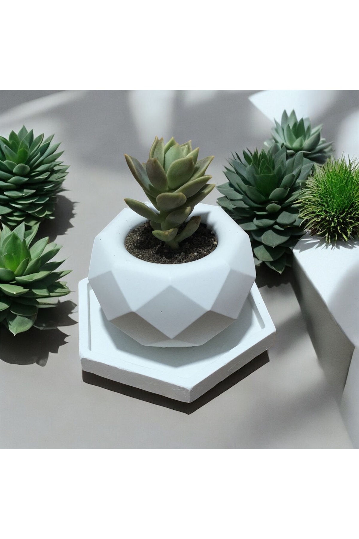 Sukukent Canlı Çiçek - (Saksı ve Tabağı Dahil)