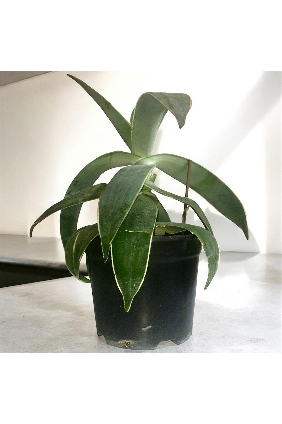 Özel Tür Aloe Çiçeği - Saksılı Bitki